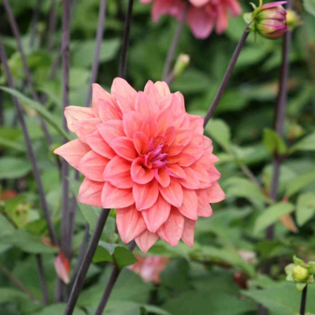 Schmuck-Dahlie American Dawn
