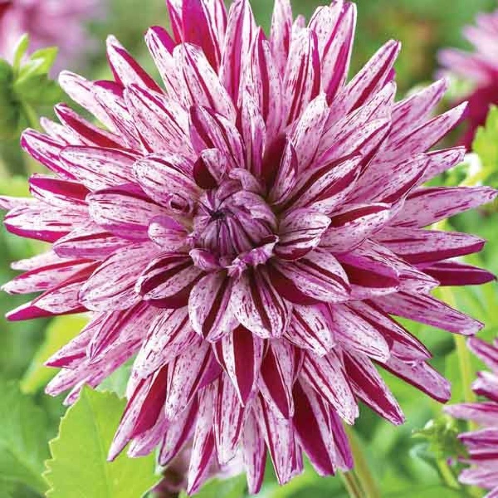 Kaktus-Dahlie Blackberry Ripple