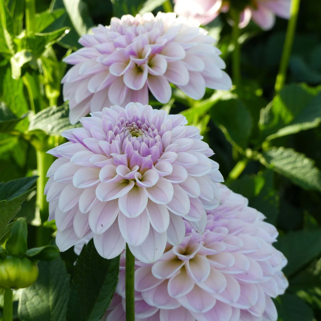 Schmuck-Dahlie Pink Silk