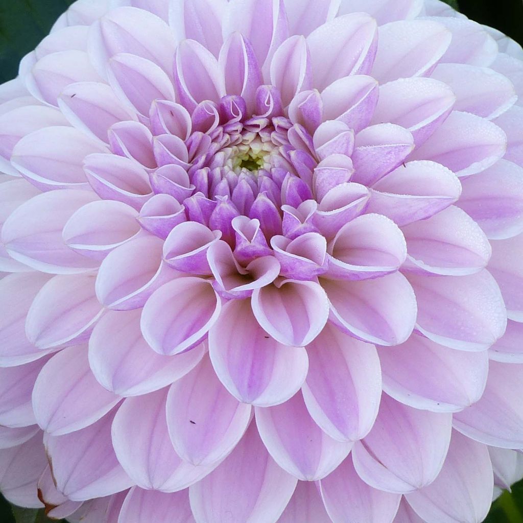 Dahlia Décoratif Pink Silk
