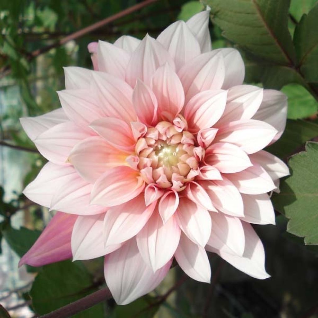Schmuck-Dahlie Organza
