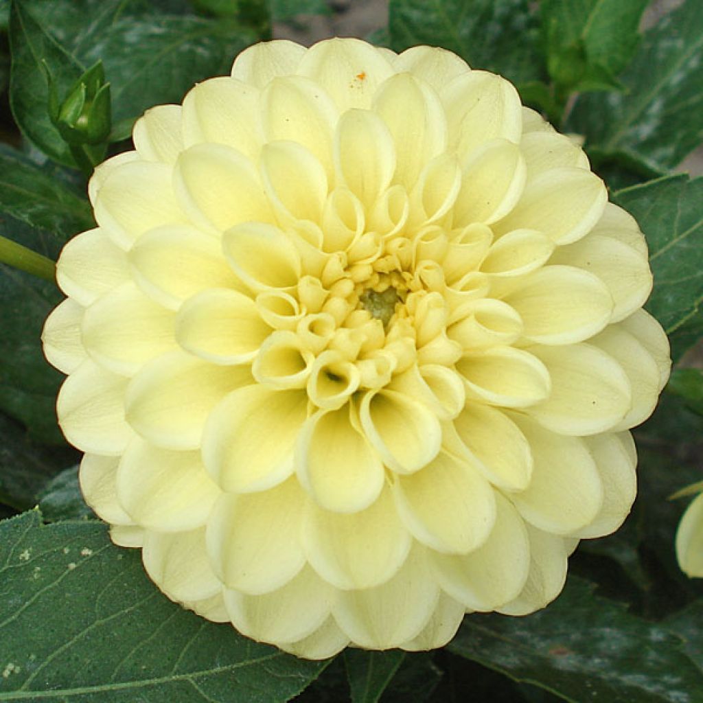 Zwerg-Dahlie Yellow Jewel