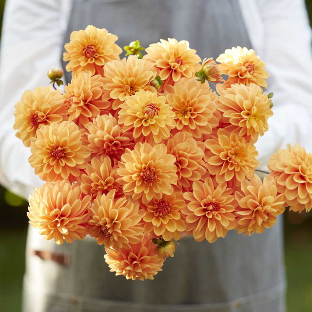 Pompon-Dahlie Bazuin Bright Orange