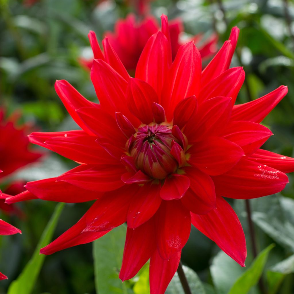 Kaktus-Dahlie Red Majorette