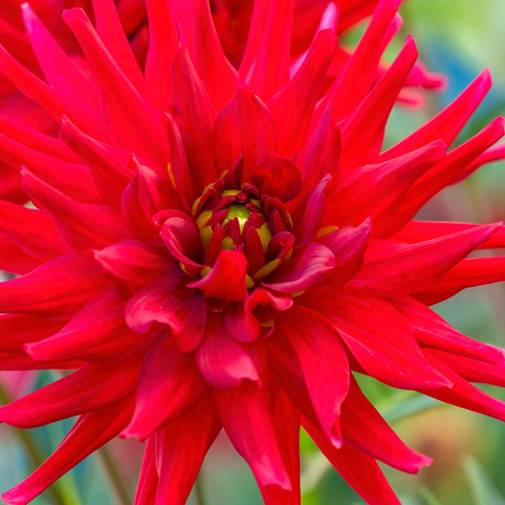 Kaktus-Dahlie Red Majorette