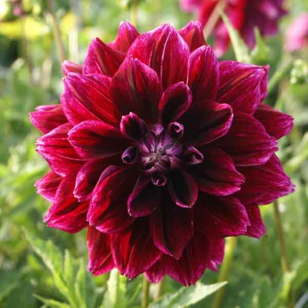 Schmuck-Dahlie Seawood Glory
