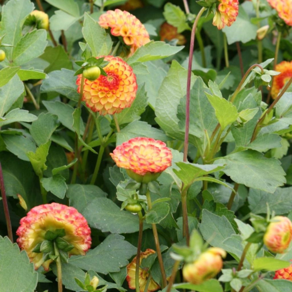 Pompon-Dahlie Little Beeswing