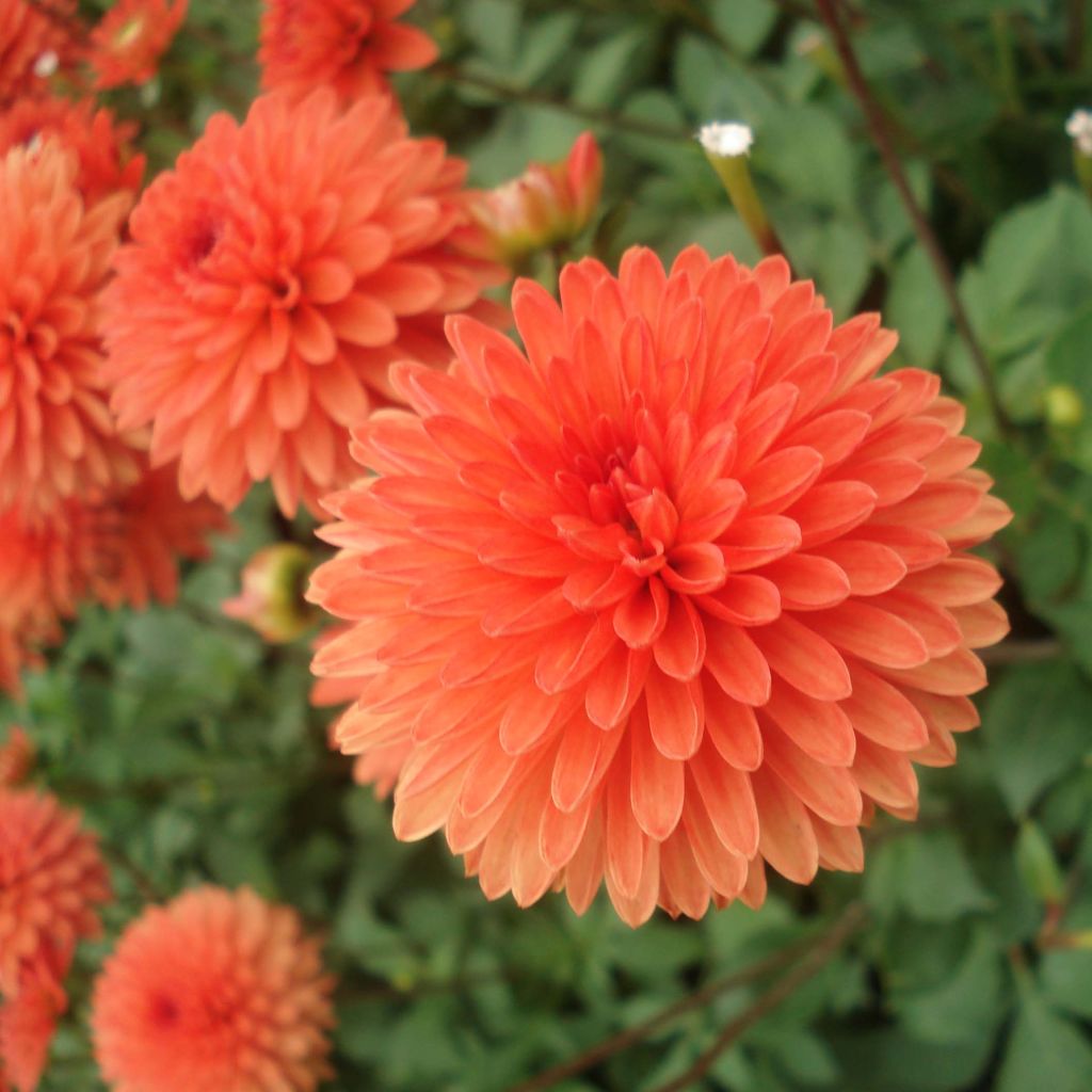 Zwerg-Dahlie Jewel Orange