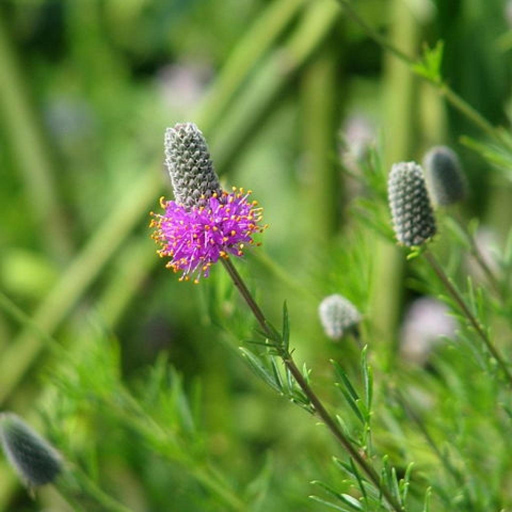 Dalea purpurea - Roter Prärieklee