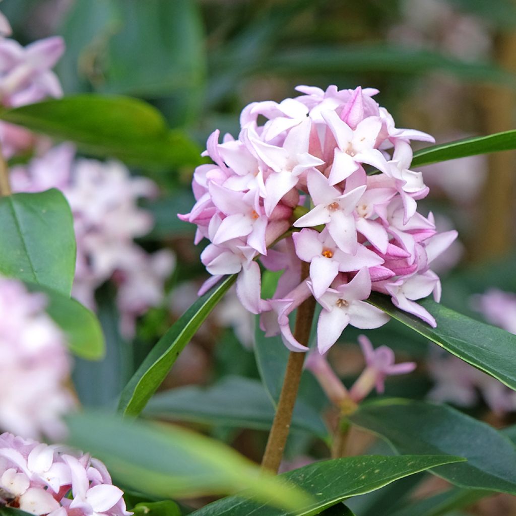 Seidelbast Spring Beauty - Daphne