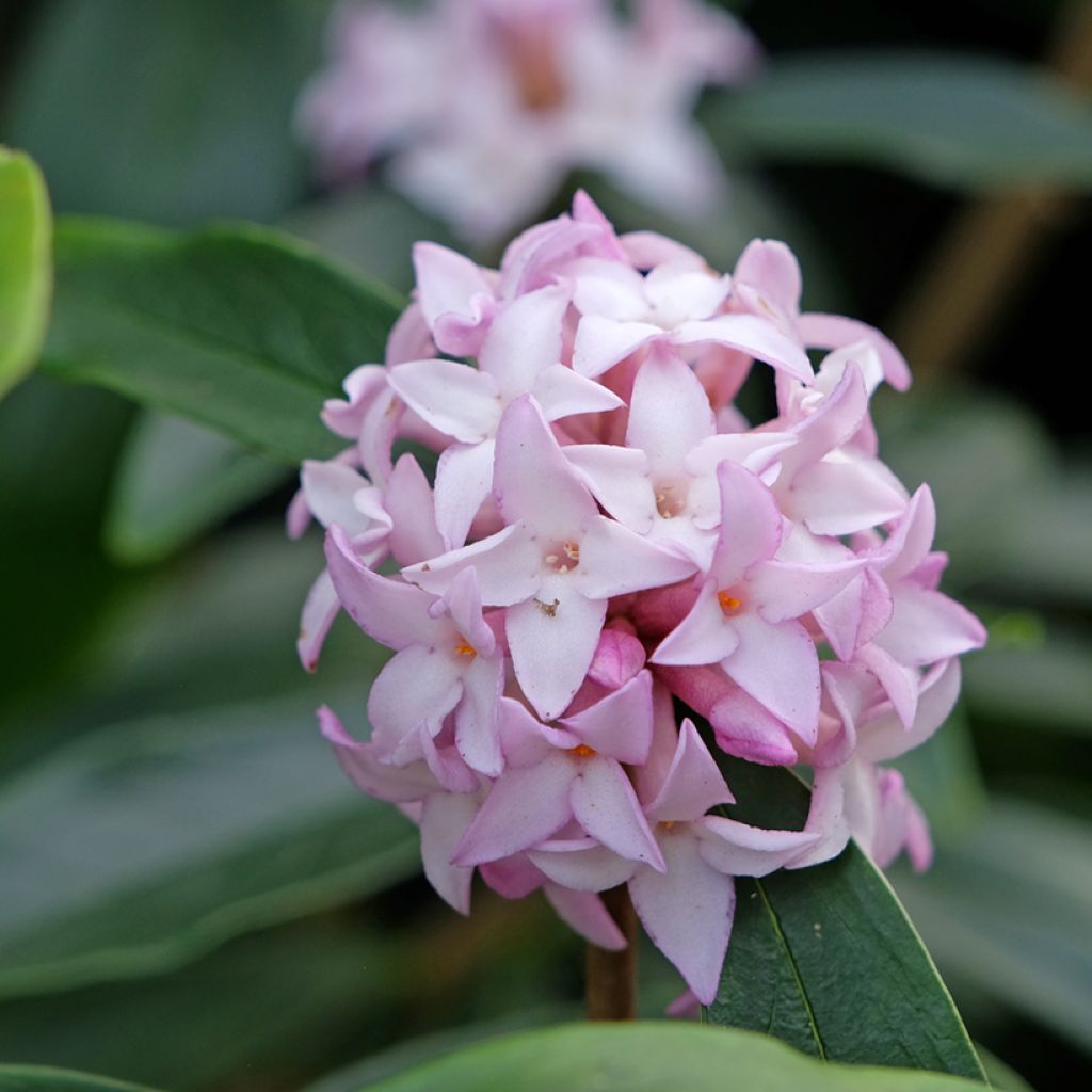 Seidelbast Spring Beauty - Daphne