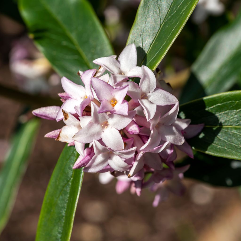 Seidelbast Spring Beauty - Daphne