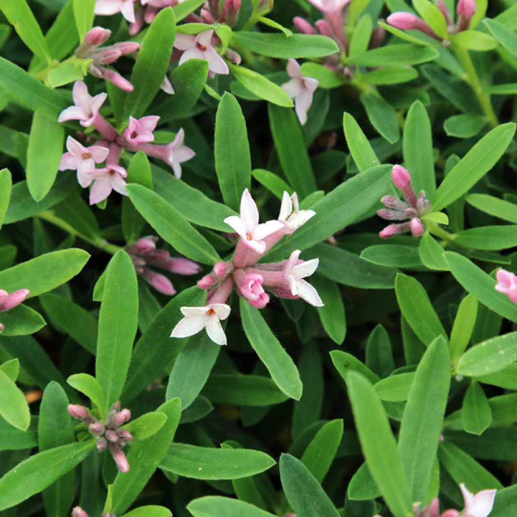 Daphne burkwoodii Somerset - Seidelbast