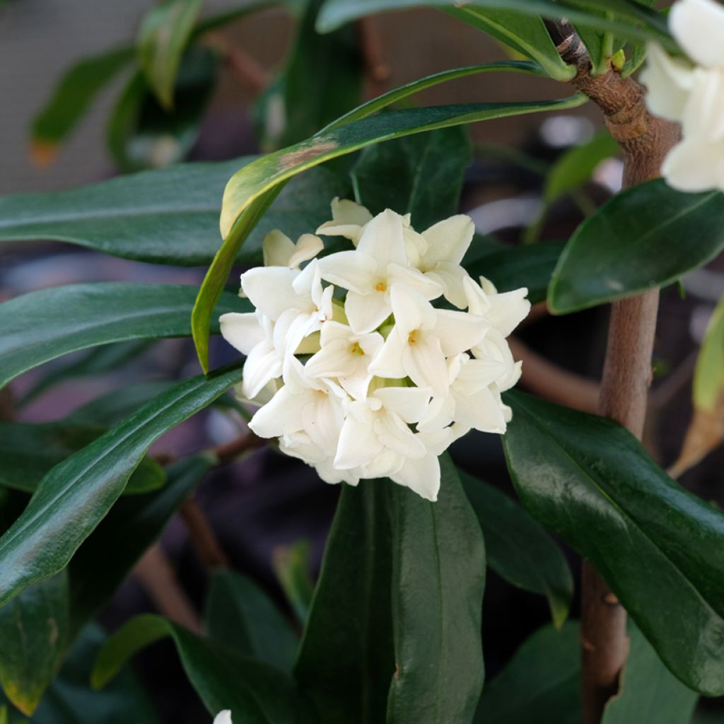 Seidelbast Princess white - Daphne