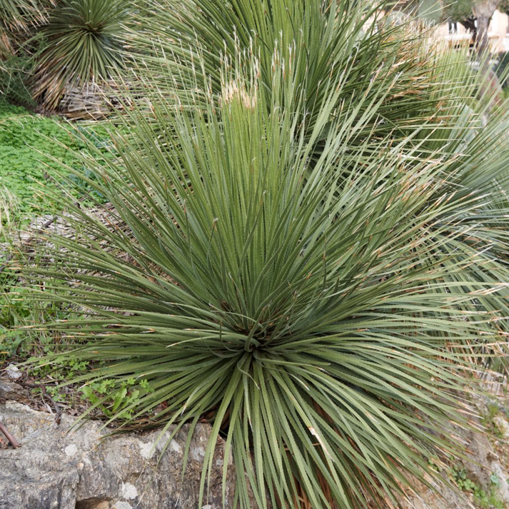 Dasylirion glaucophyllum - Rauhschopf