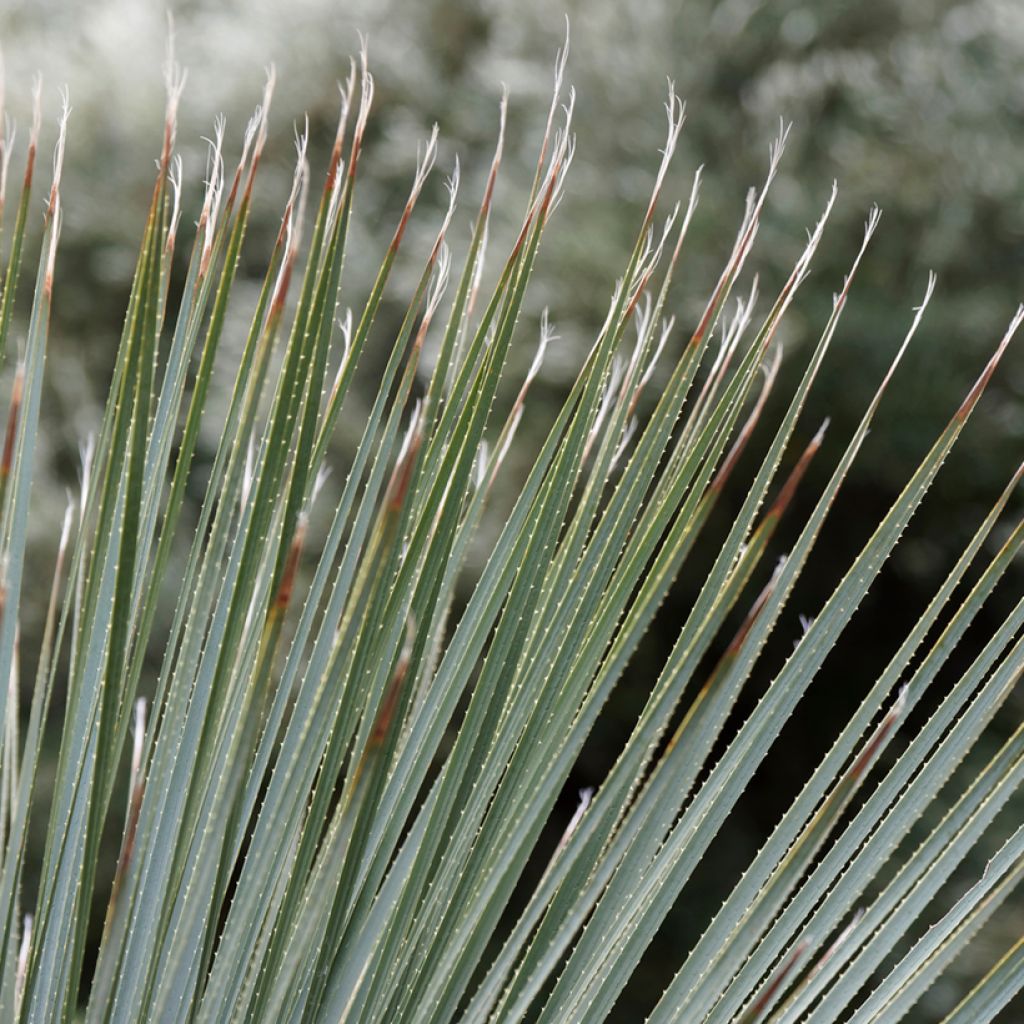 Dasylirion glaucophyllum - Rauhschopf