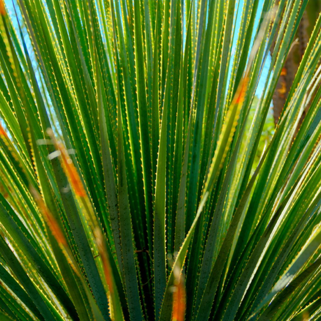 Dasylirion quadrangulatum - Rauhschopf
