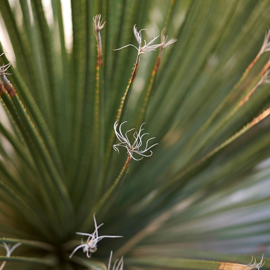 Dasylirion serratifolium - Rauhschopf
