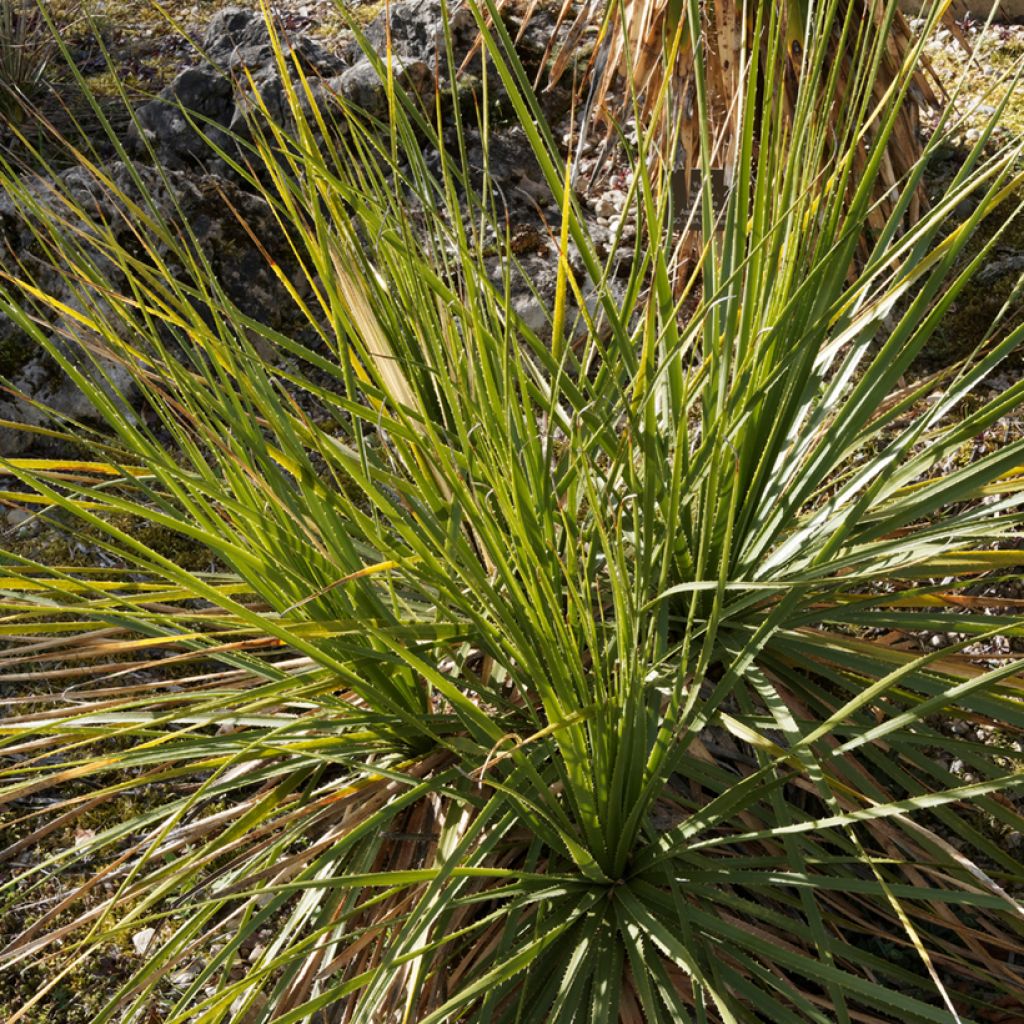Dasylirion texanum - Rauhschopf