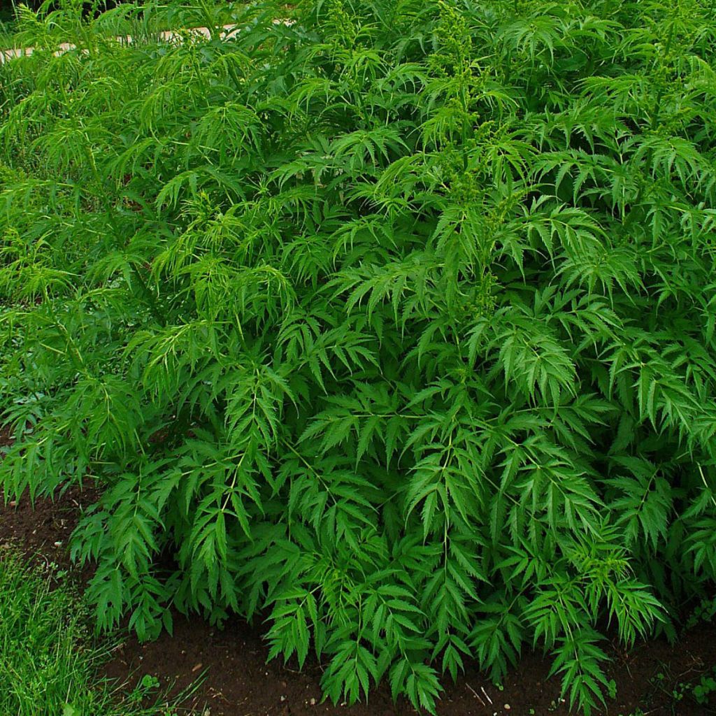 Datisca cannabina - Scheinhanf