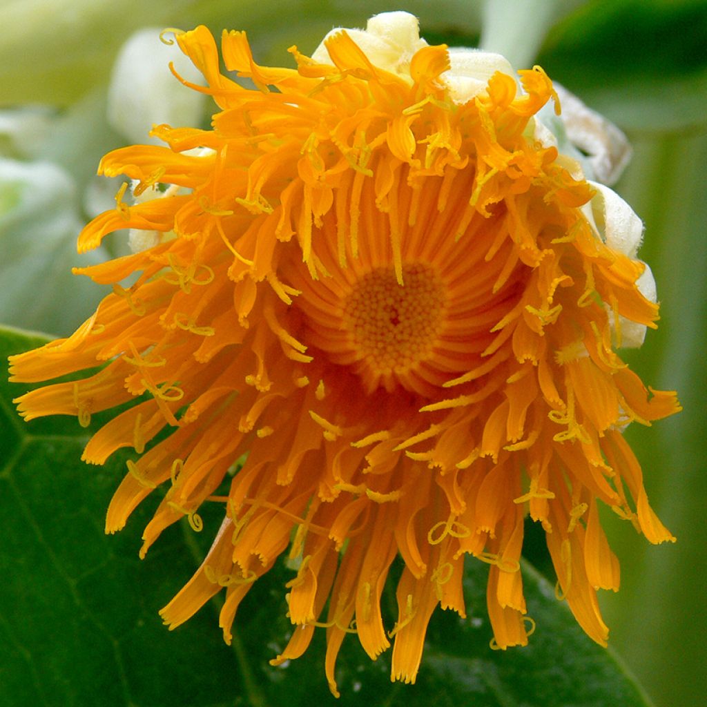 Dendroseris littoralis (= litoralis) - Arbre chou