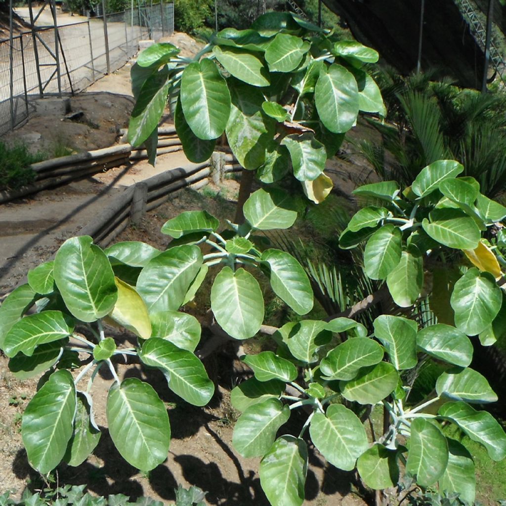 Dendroseris littoralis (= litoralis) - Arbre chou