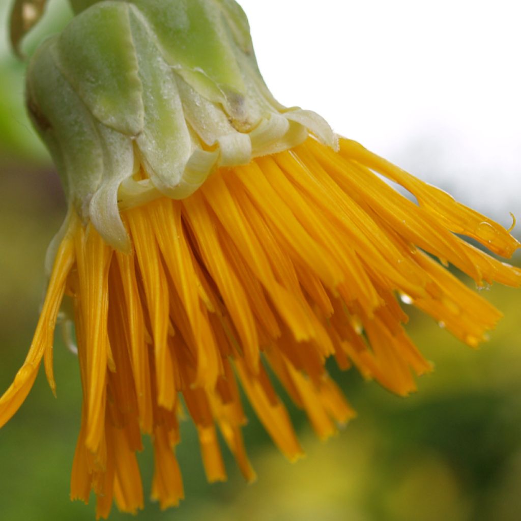 Dendroseris littoralis (= litoralis) - Arbre chou