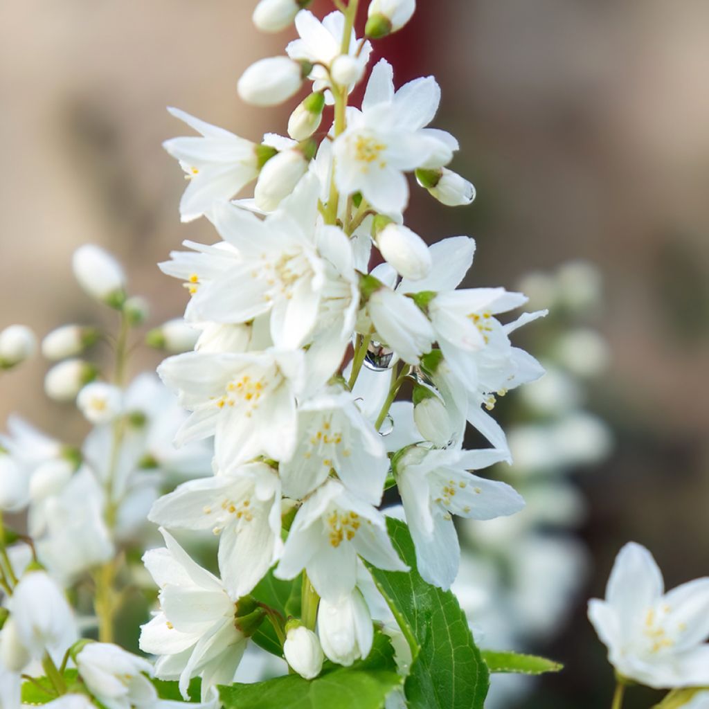 Deutzia gracilis - Zierliche Deutzie