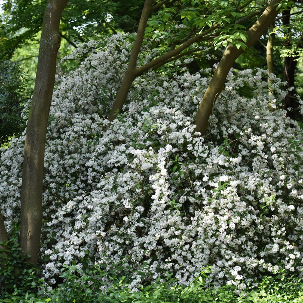 Deutzia gracilis Nikko - Zierliche Deutzie