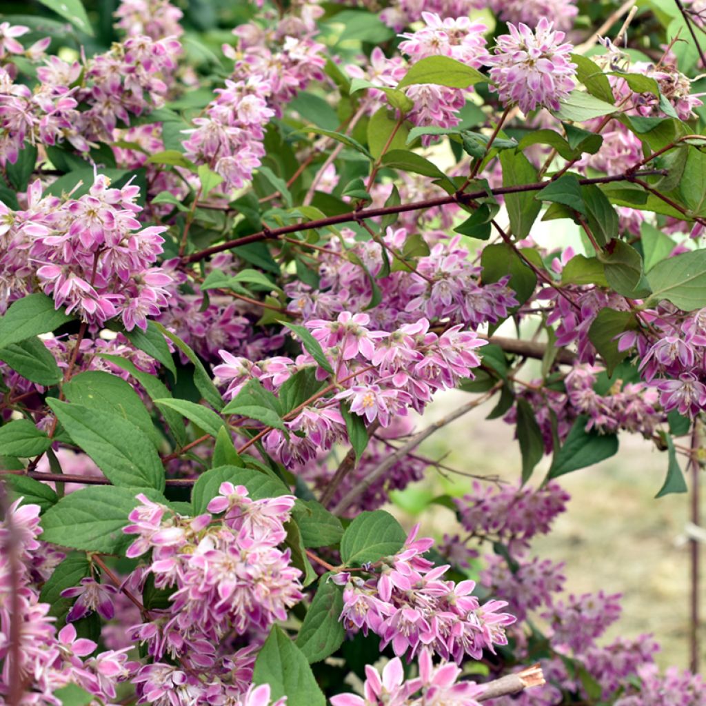 Deutzia Strawberry Fields - Deutzie