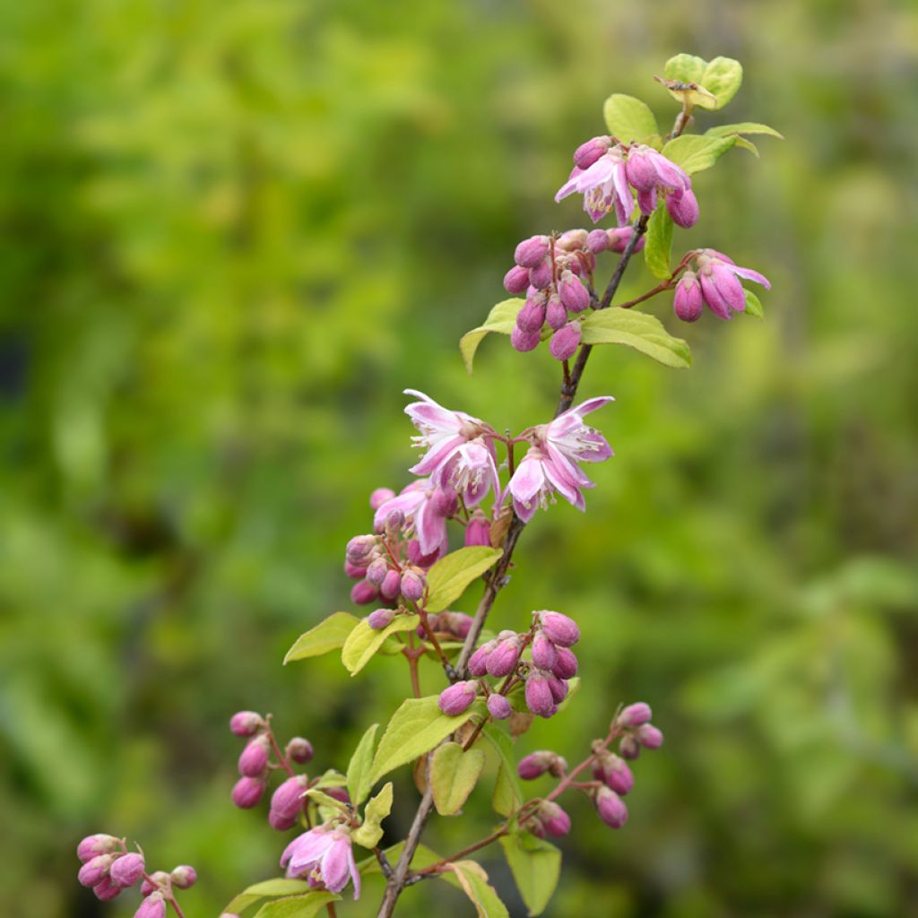 Deutzia Strawberry Fields - Deutzie