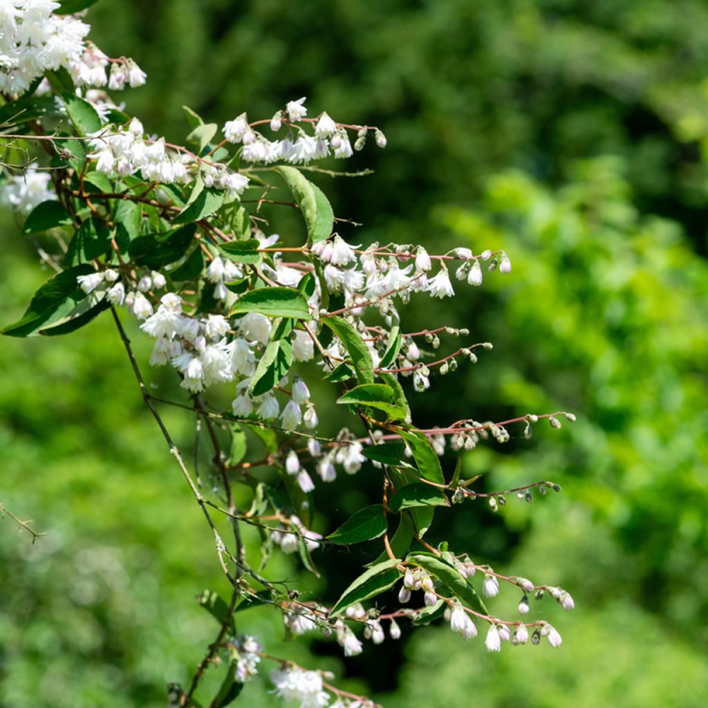 Deutzia scabra Codsall Pink - Scharfe Deutzie