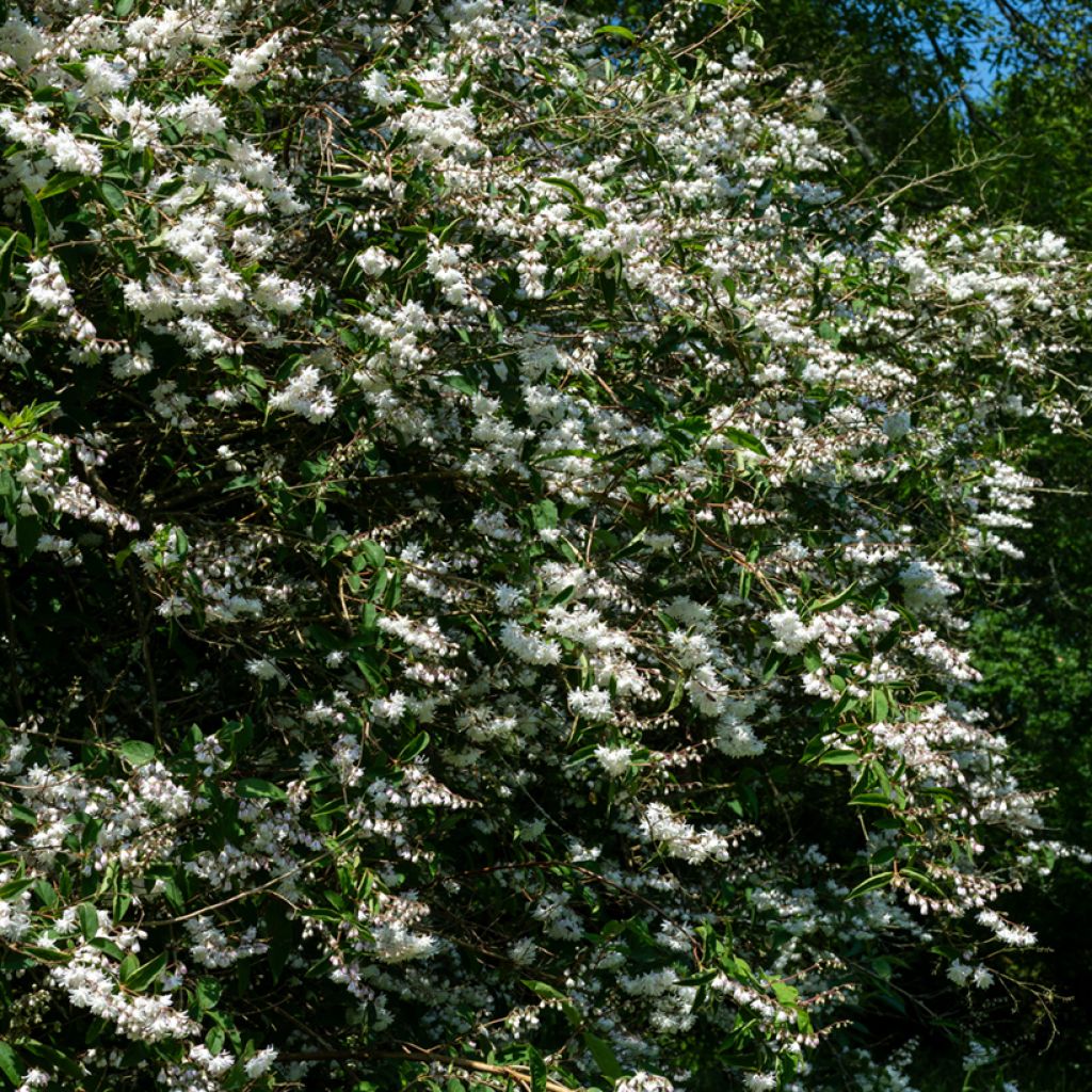 Deutzia scabra Codsall Pink - Scharfe Deutzie