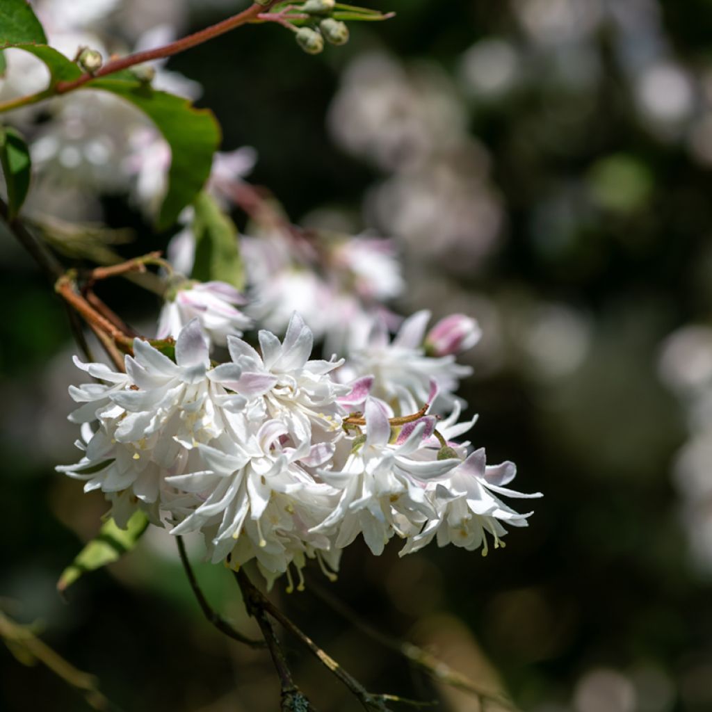 Deutzia scabra Codsall Pink - Scharfe Deutzie
