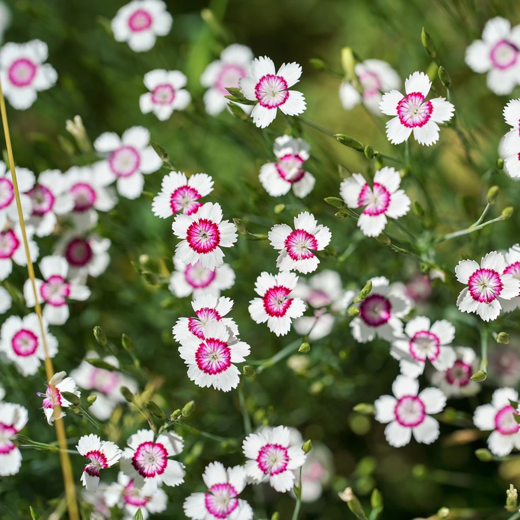 Heide-Nelke Arctic Fire - Dianthus deltoides