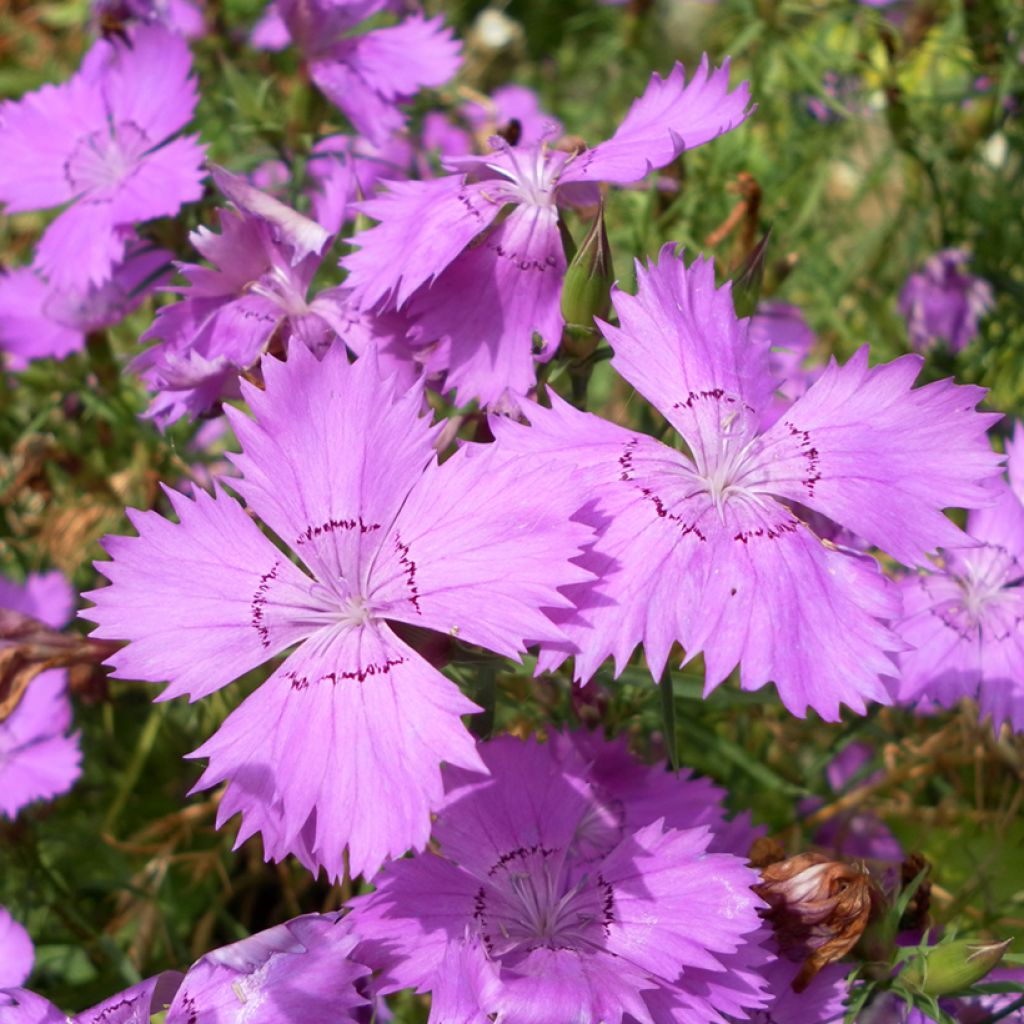 Dianthus amurensis Siberian Blues (Samen) - Garten-Nelke