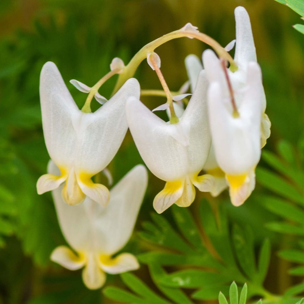 Dicentra cucullaria - dicentre à capuchon