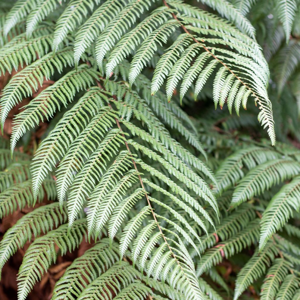 Dicksonia squarrosa - Neuseeländischer Taschenfarn