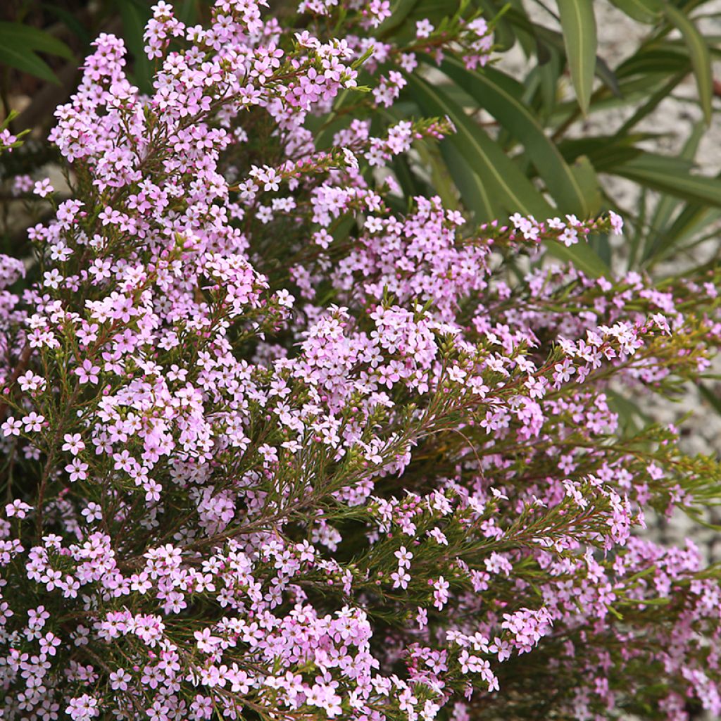 Diosma hirsuta Pink Diamond - Götterduft