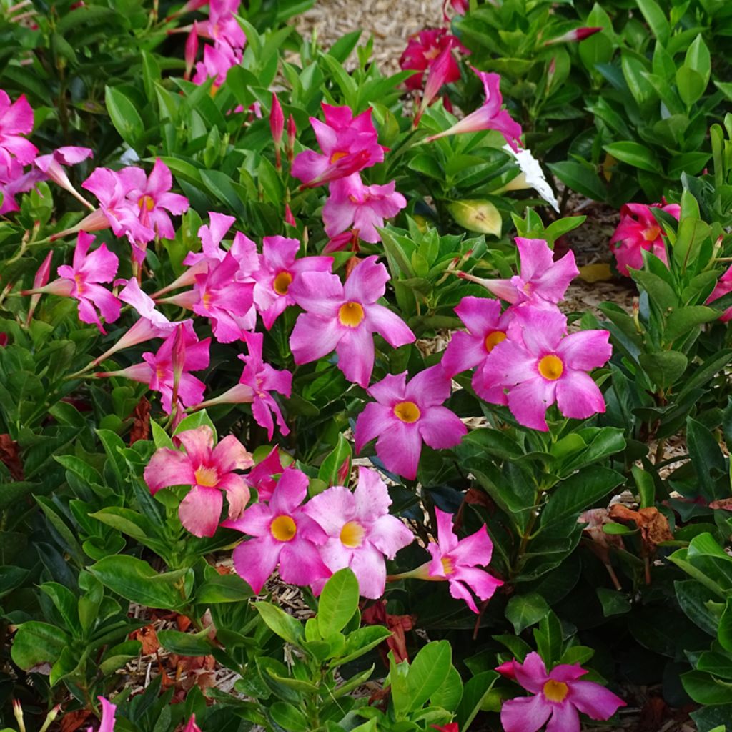 Dipladenia Bella Pink - Mandevilla