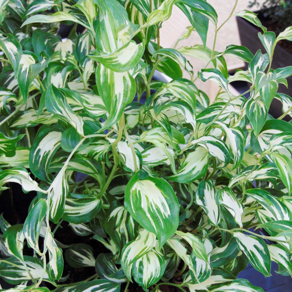 Disporum cantoniense Moonlight - Feenglöckchen