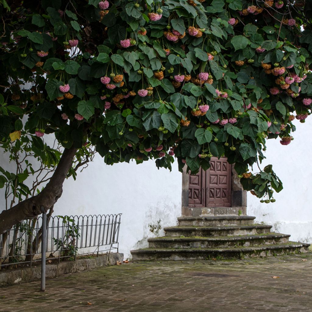 Dombeya x cayeuxii