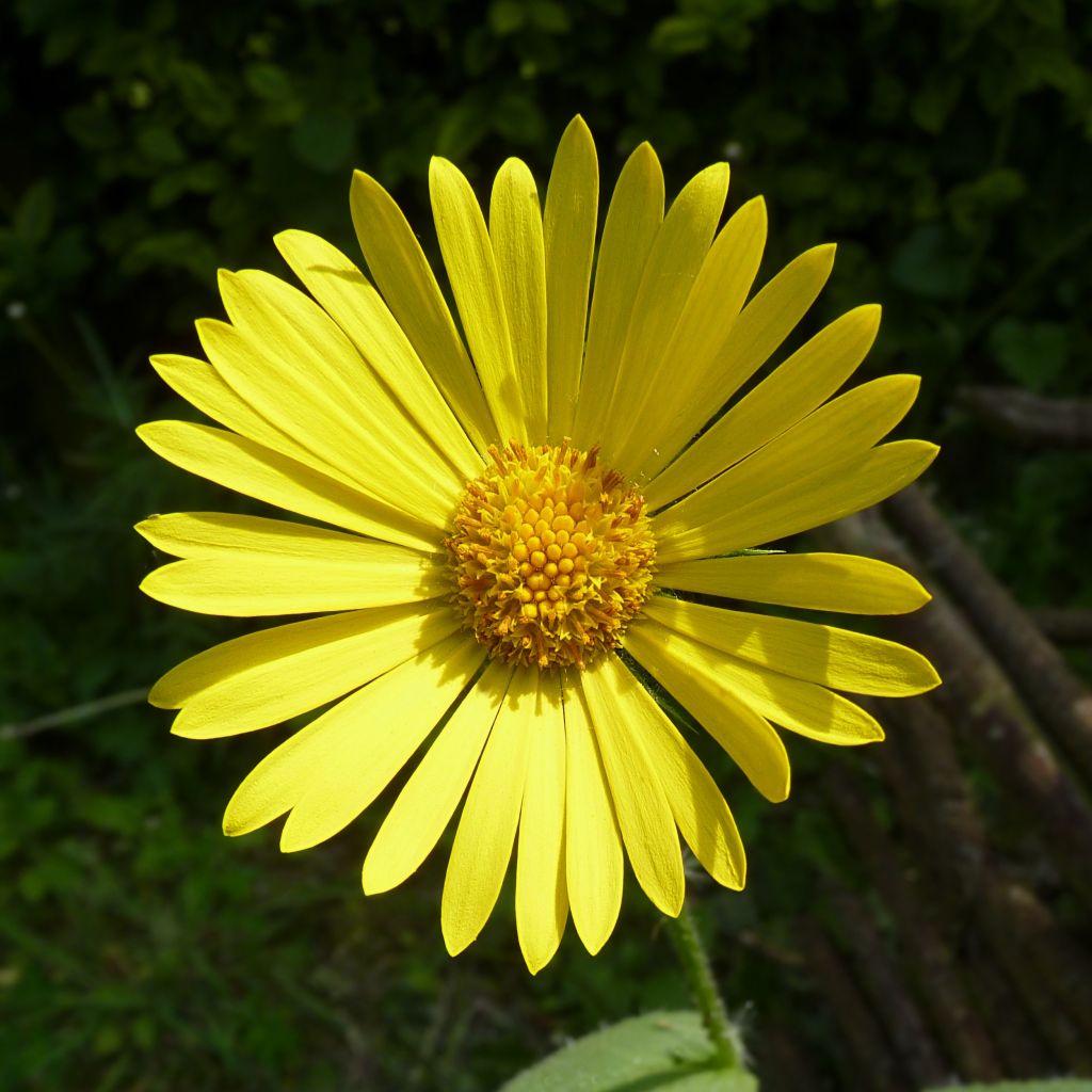 Doronicum pardalianches - Kriechende Gämswurz
