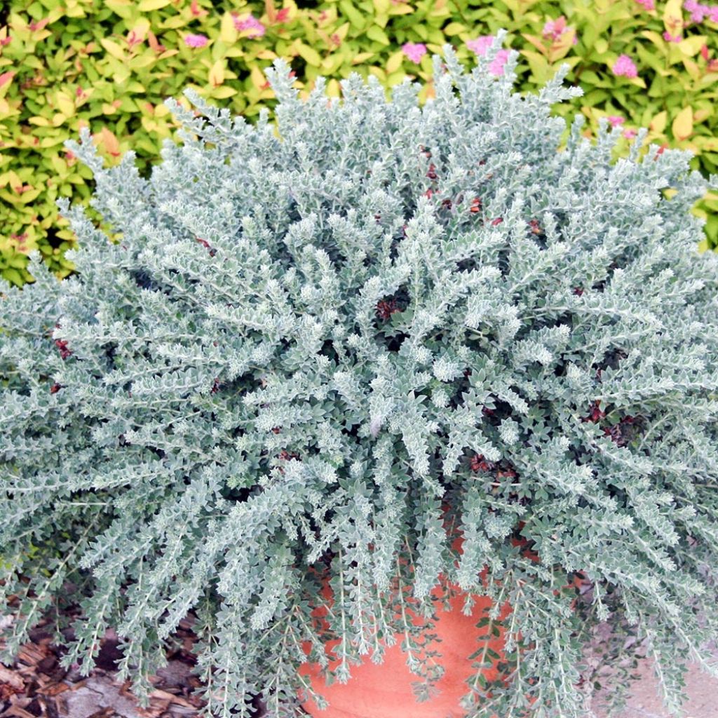 Dorycnium hirsutum Little Boy Blue - Behaarter Backenklee