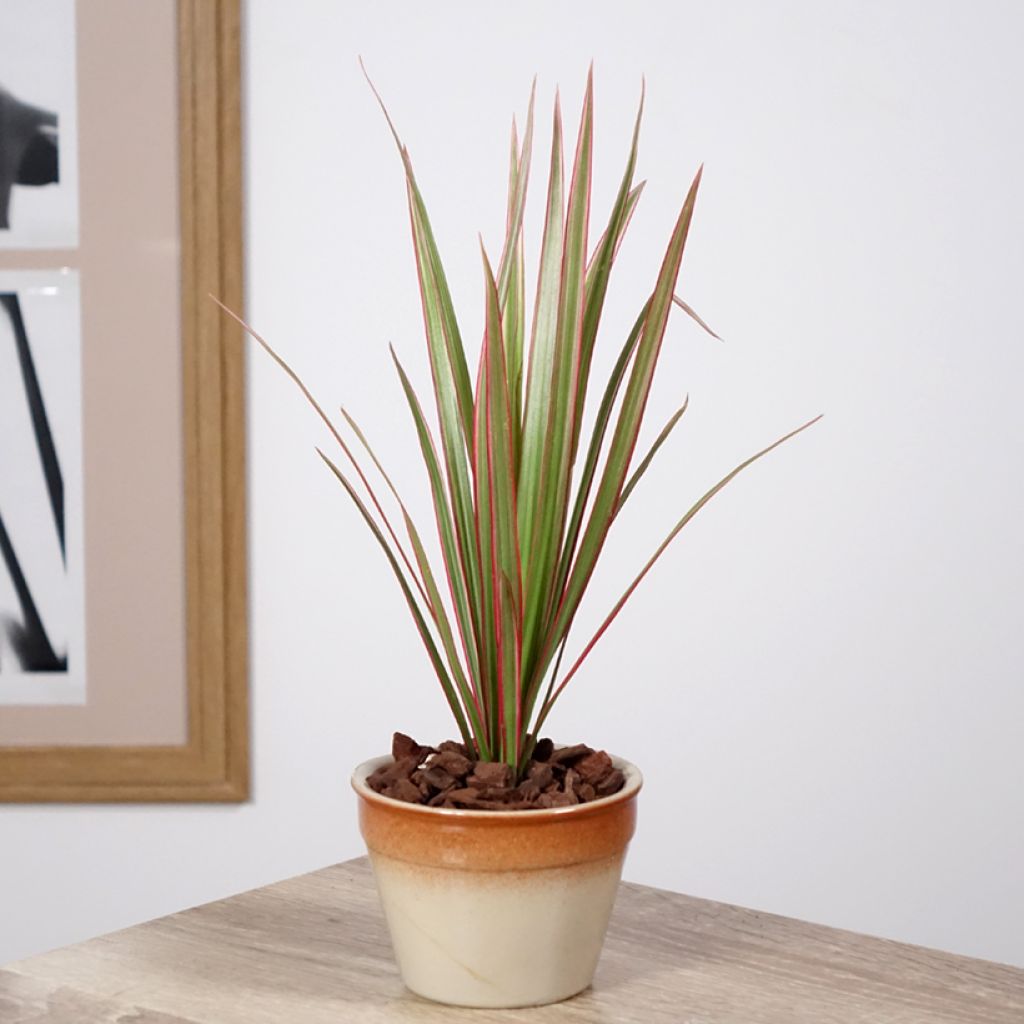 Dracaena Bicolor - Drachenbaum