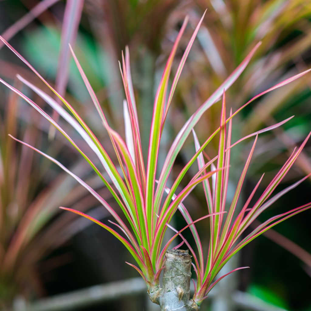 Dracaena Bicolor - Drachenbaum