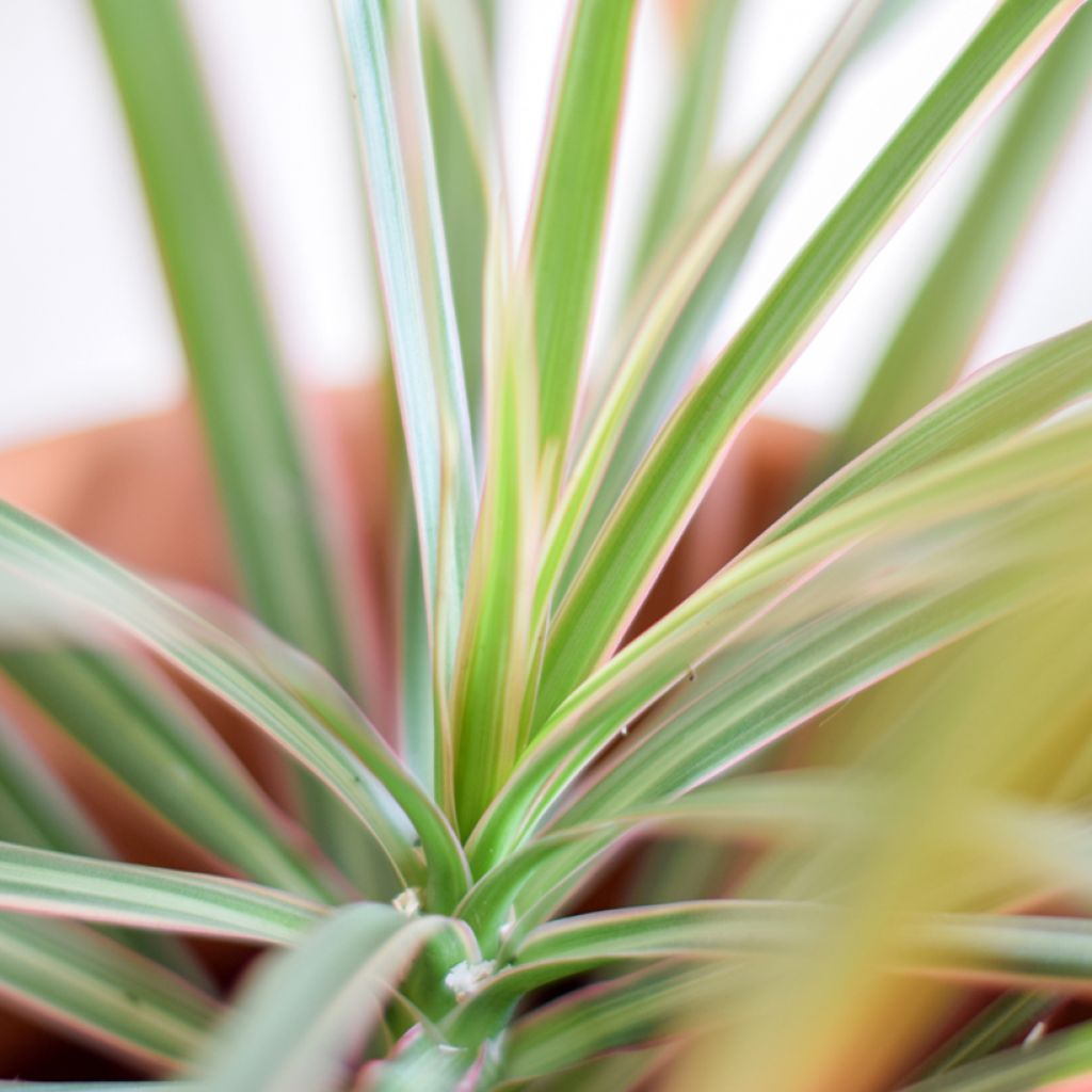 Dracaena Bicolor - Drachenbaum