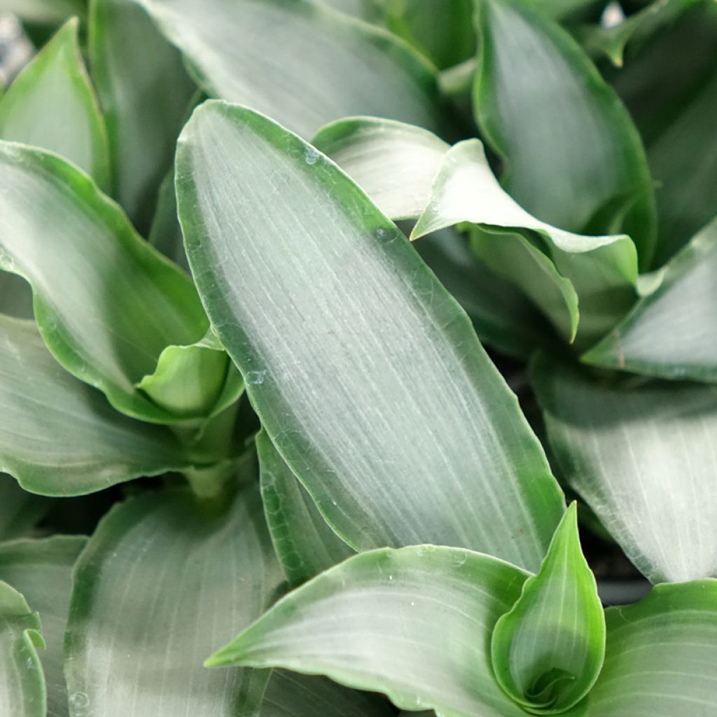 Dracaena Hawaii - Drachenbaum