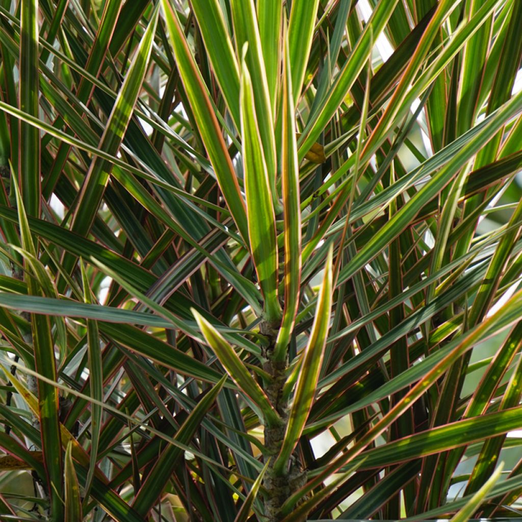 Dracaena Magenta - Drachenbaum
