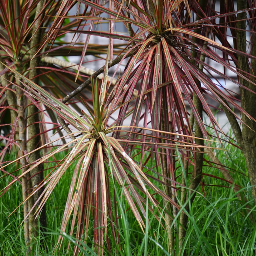 Dracaena Magenta - Drachenbaum